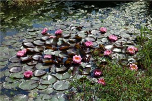 nénuphars lors de Chiny au jardin nénuphars à Chiny au jardin